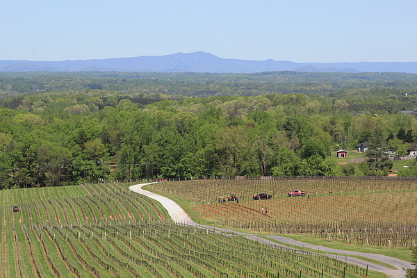 View Of The Blue Ridge From The Vineyard 4 by Cathy Lindsey View Of The Blue Ridge From The Vineyard 4 by Cathy Lindsey